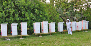 John David, a former deep-sea captain, was given a single hive for his 60th birthday, and admits that the fascination of working with bees can become an addiction. 